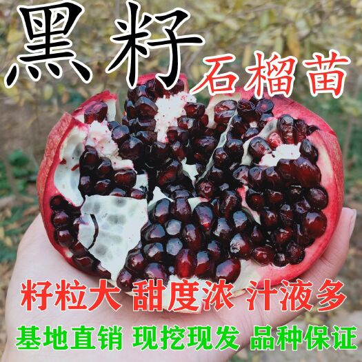 平邑县黑籽石榴树苗 正宗黑籽石榴苗 基地直销 现挖现卖 品种保证