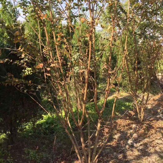 杭州 丛生紫薇