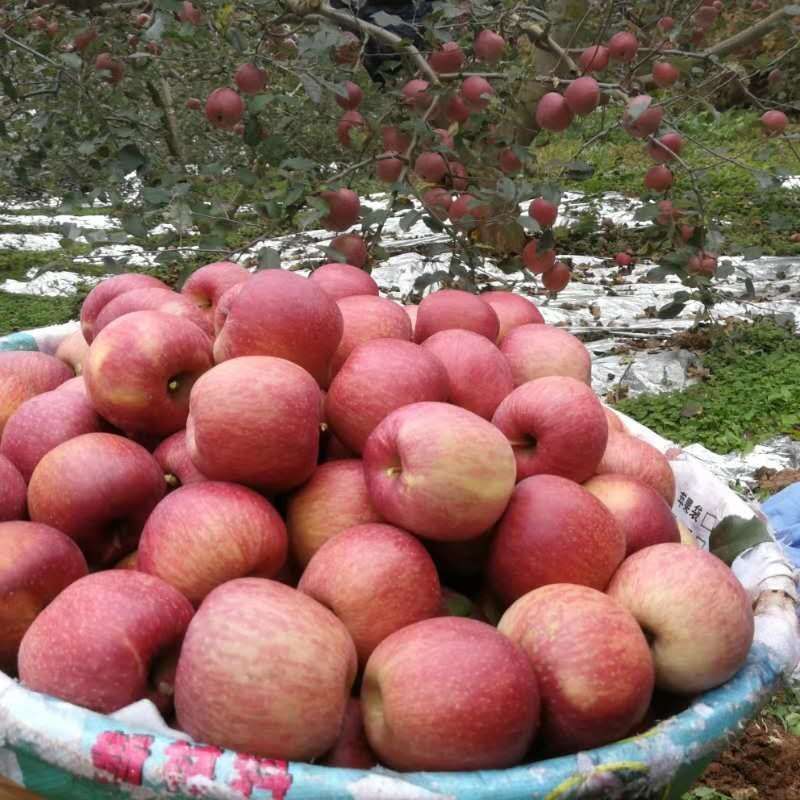  大凉山盐源糖心丑苹果，一件代发，包邮包售后！