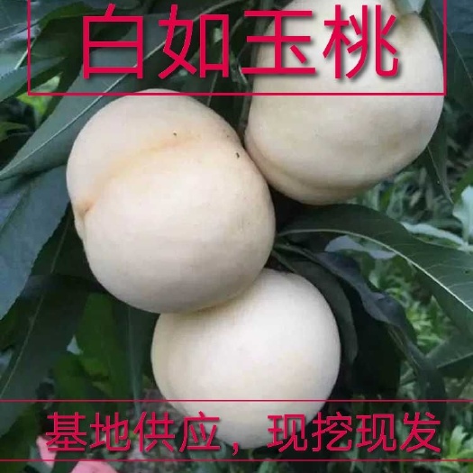 平邑县白如玉桃树苗，产量高，口感蜜甜，保品种，保成活，死苗，补发