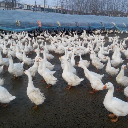 昆明 白番鸭苗
