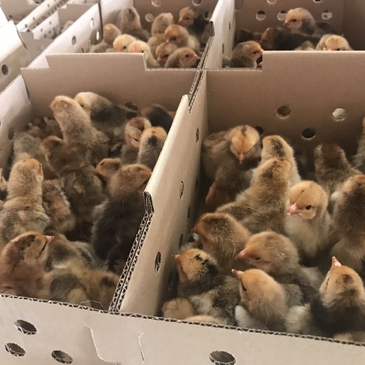 昆明K9鸡苗 正规孵化场   品质保证