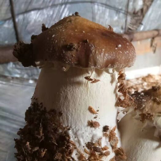 庄河市 美味优质牛肝菌