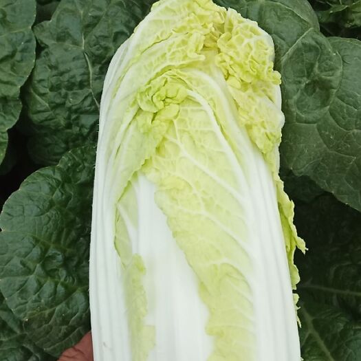 内黄县 黄心娃娃菜。