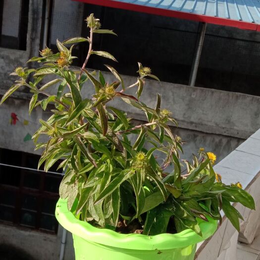 秋冬小菊