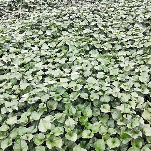 眉山 大量出售药用鱼腥草鲜货