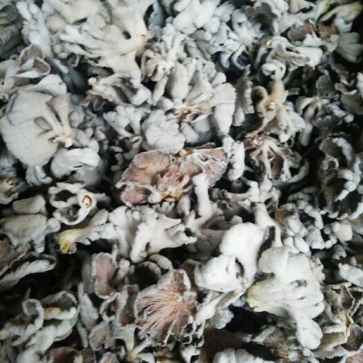 新化县白参菌