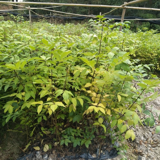  江西纯正江西中花吴茱萸苗，茶腊子，扦插一年生苗