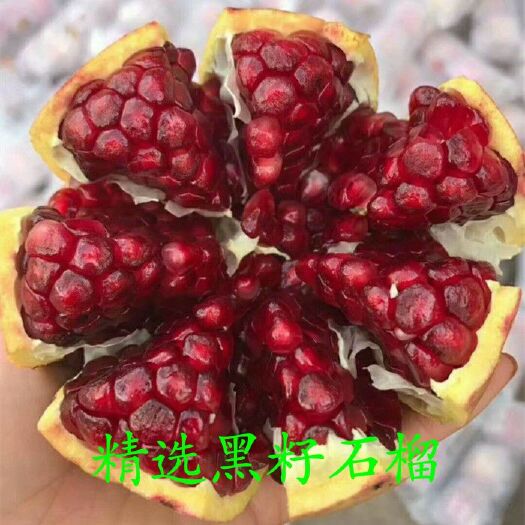 平邑县石榴树苗  【有好货】黑籽大石榴苗下单基地现挖发货，包品种！成活率！
