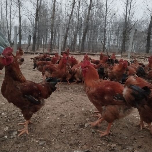 鄂前旗 绿色散养土鸡