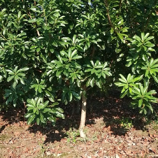 靖州县荸荠杨梅种苗