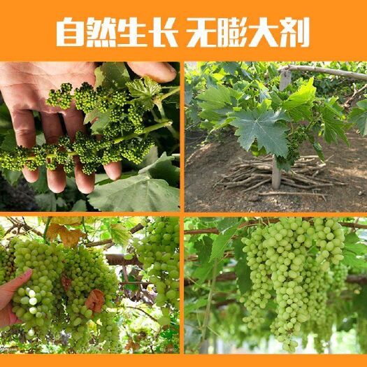 托克逊县 自家白葡萄干绝