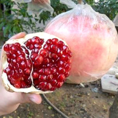 软籽石榴苗