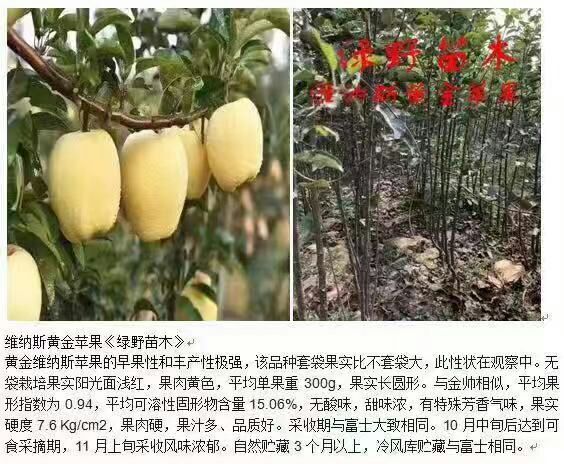 临沂维纳斯黄金苹果苗 维纳斯黄金苹果