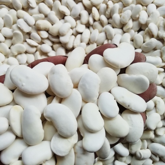 云龙县 云南绿色食品白芸豆