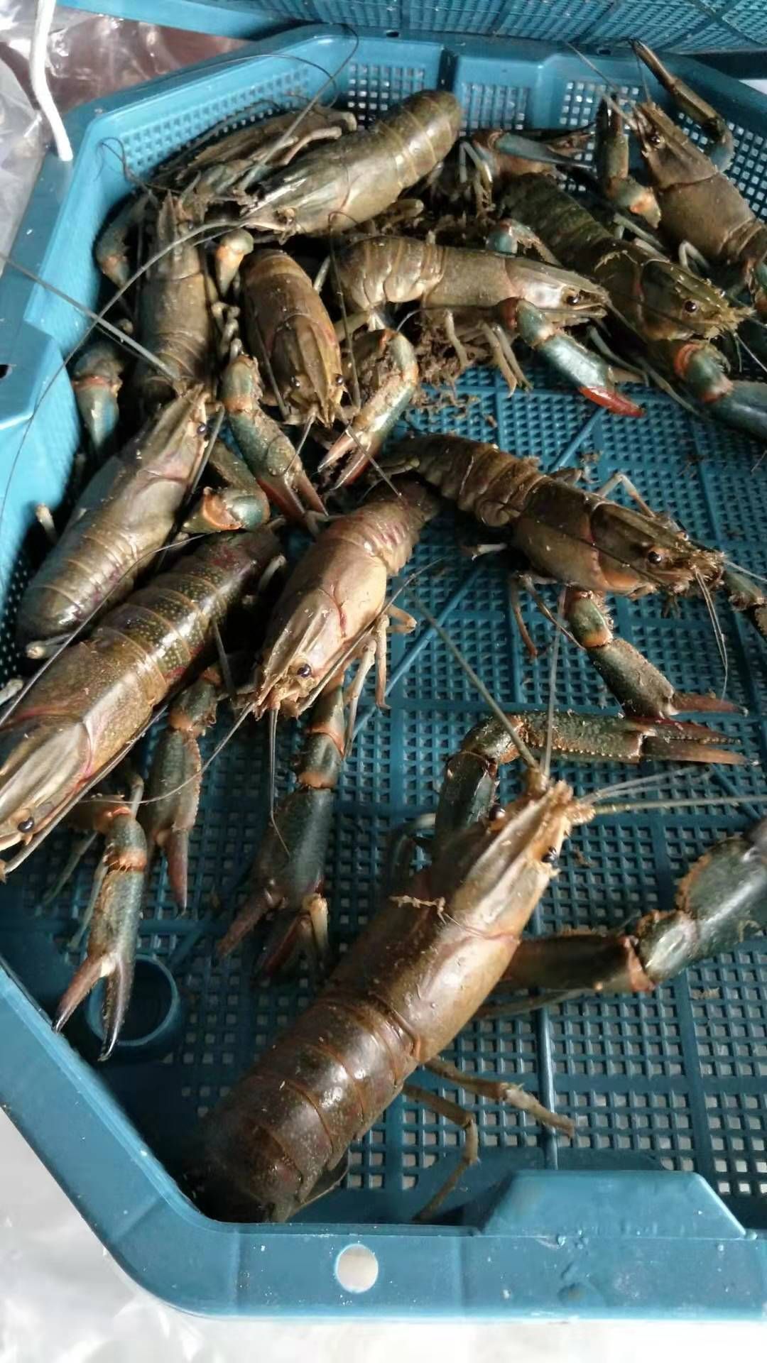 澳洲淡水龙虾
