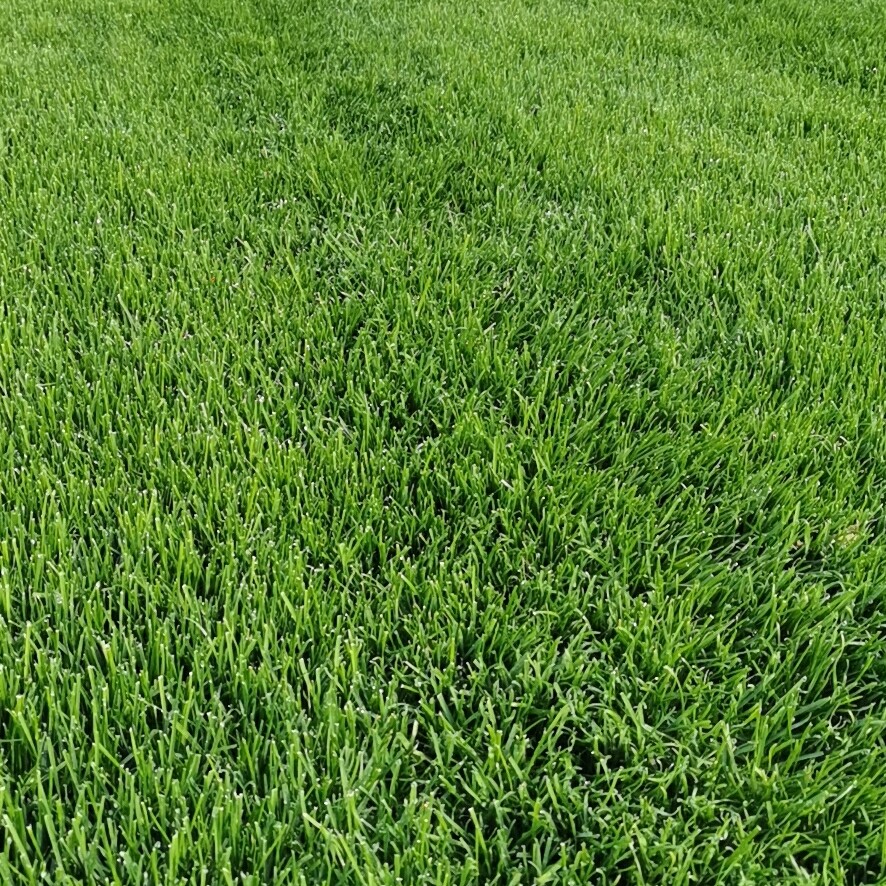  草坪