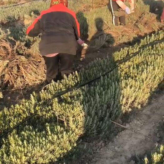 新源县 薰衣草花束，苗子