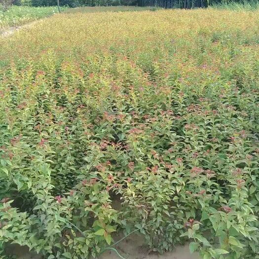 定州市金山绣线菊