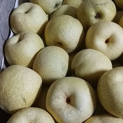 砀山县 砀山酥梨
