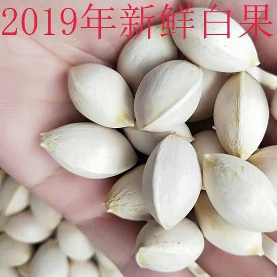 白果  出售2024年银杏种子，沙藏种子
