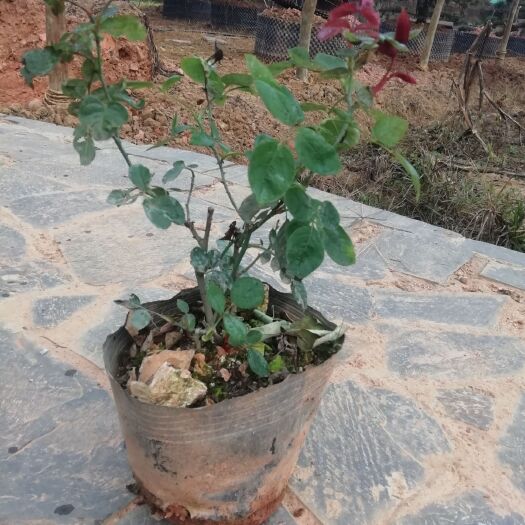 浏阳市 基地直销杯苗丰花月季花朵量多花期长耐寒易活量大从优批发供应