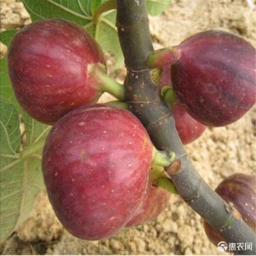 平邑县波姬红无花果苗 波姬红无花果1-1.5米，2公分以下

波姬红无花果