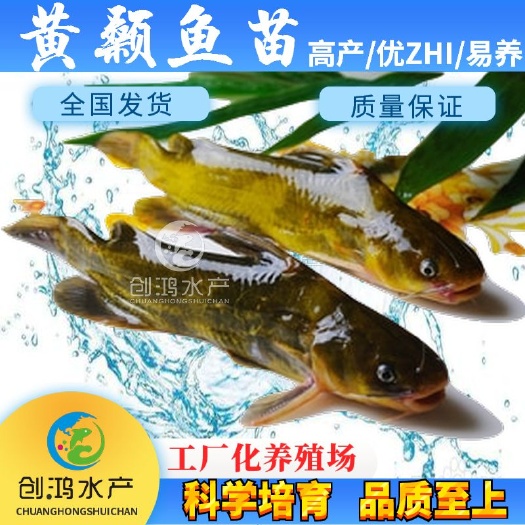 广州【新苗】全雄性黄骨鱼鱼苗 杂交黄骨鱼苗 单性黄颡鱼苗