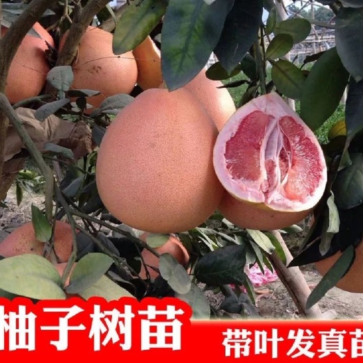 平邑县红心柚苗 皮薄，个大，保证品种，死苗补发