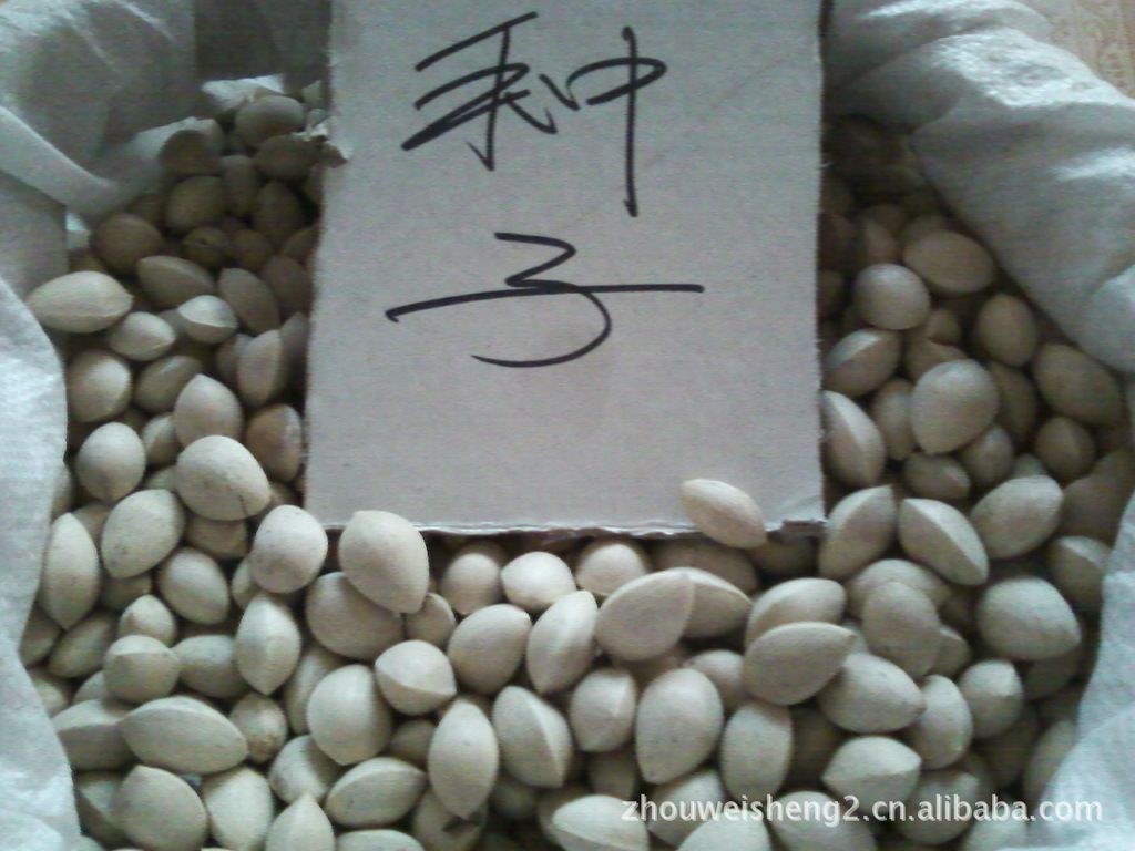 邳州市白果  出售2021銀杏種子，沙藏種子