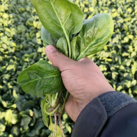 丰县 圆叶菠菜，叶片墨绿