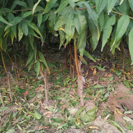平邑县扁桃树苗 大量各种桃树苗，价格便宜，质量优。诚信经营