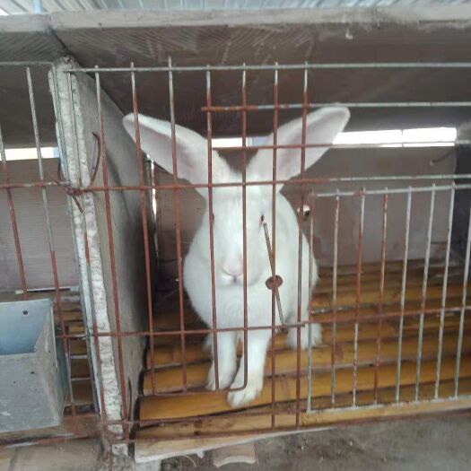 郓城县新西兰兔 新西兰种兔