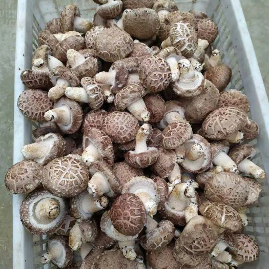 随州 新鲜香菇