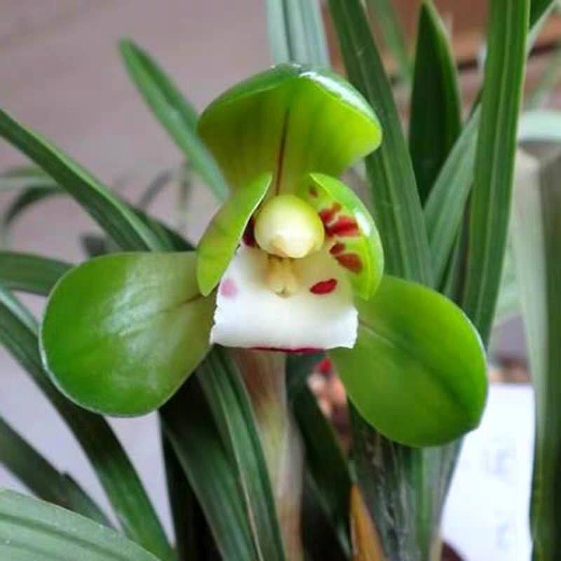 兰花春兰荷瓣中矮型兰花苗 大团圆 冬带浓香花苞出售花卉盆栽