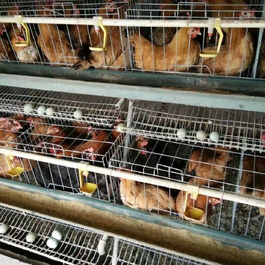 昆明 麻羽绿壳蛋鸡苗