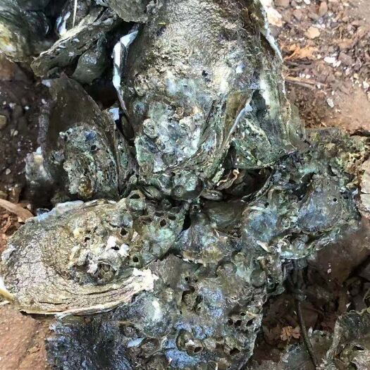 北海北部湾生蚝 海水 3-4两/只 鲜活水产