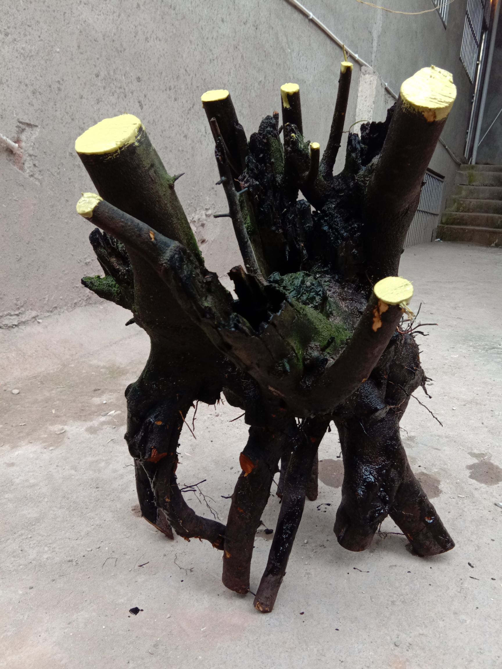 黄荆桩 精品精品