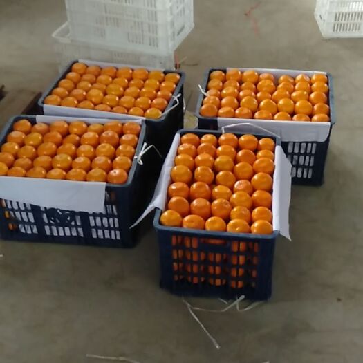 城固县 陕西城固蜜橘，酸甜可口，颜色金黄