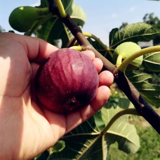 泰安广成 无花果苗出售 波姬红无花果苗 青皮无花果苗