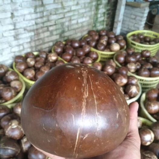 文昌市 大量批发海南椰皇，炖汤老椰子，青皮嫩椰子，削皮椰青，新鲜椰肉