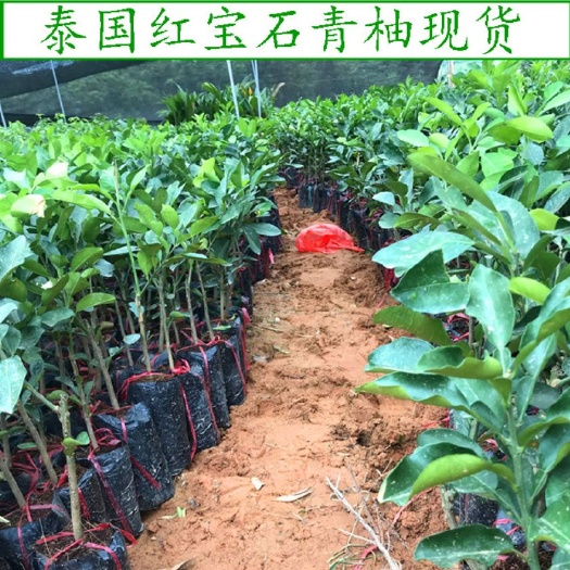 灵山县泰国红宝石柚苗  泰国红宝石青柚苗 嫁接苗青皮红心柚 南北方四季盆栽庭院