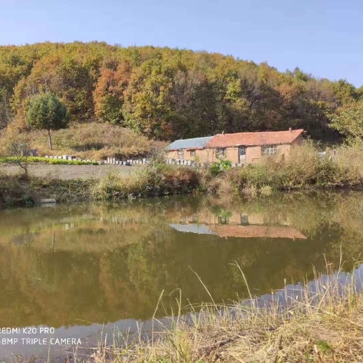 密山市 黑龙江农村蜂蜜百花蜜椴树蜜春夏秋蜜