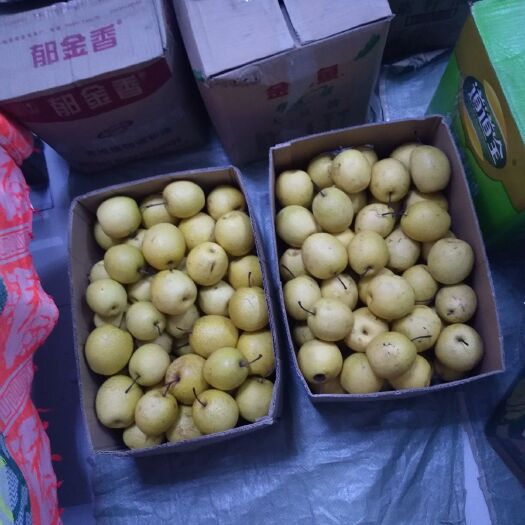 高平市 高平黄梨