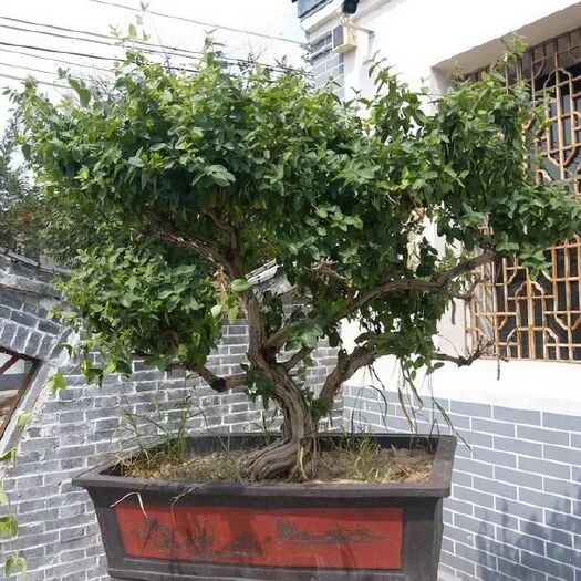 红色五彩金银花苗  造型金银花姿态古雅 别具一格可盆栽可地栽可爬藤 极易成活包邮
