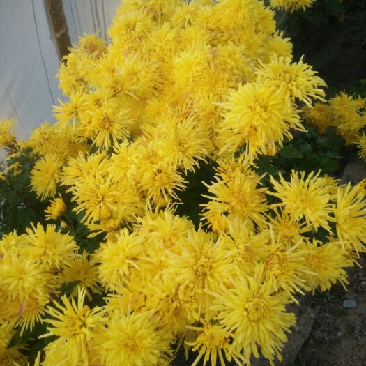 渭源县 金丝皇菊