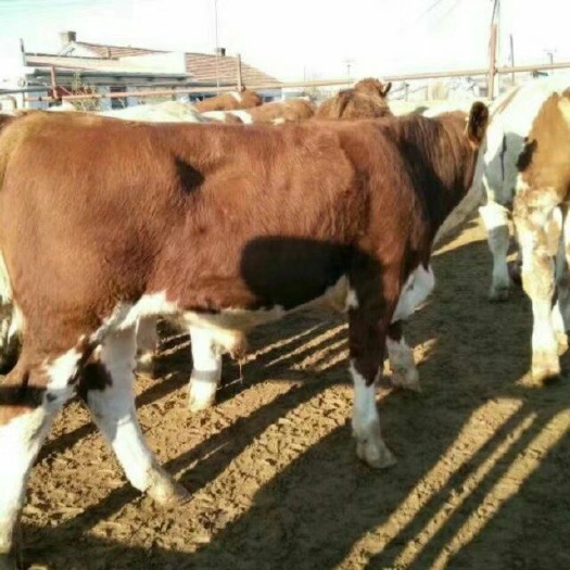 丰宁县肉牛 大小利木赞西门塔尔