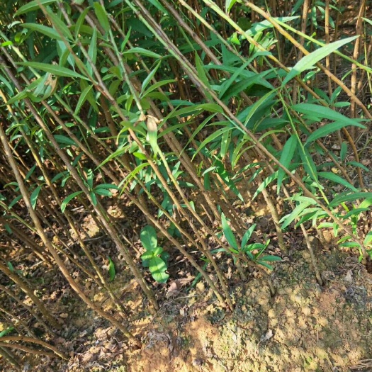 阳朔县毛桃苗 大量桃子苗供货