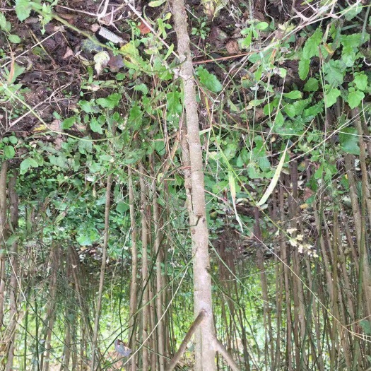 青梅树苗  乌梅苗，酸梅苗、青梅苗。二年生实生苗