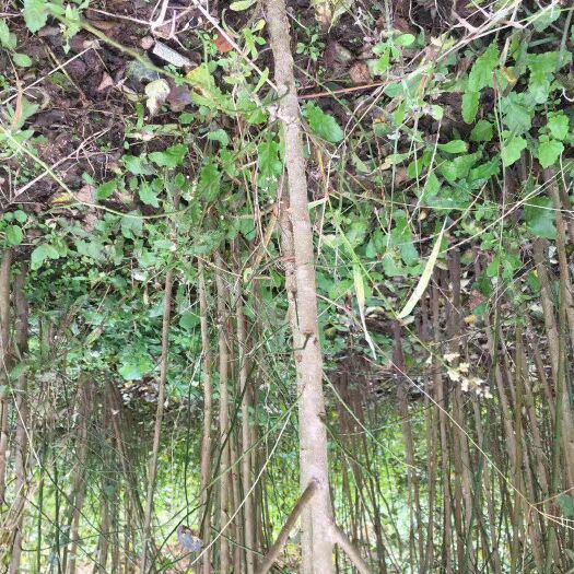 达州青梅树苗  乌梅苗，酸梅苗、青梅苗。二年生实生苗